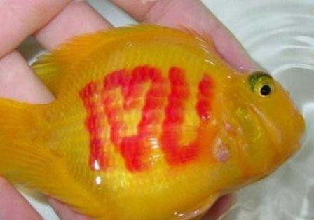 татуировки аквариумным рыбкам